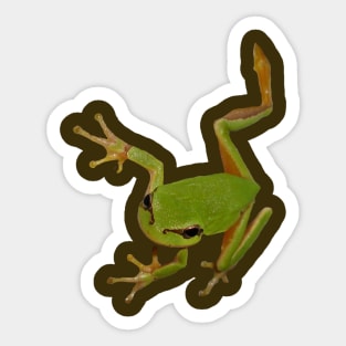 European Green Tree Frog Isolated Sticker